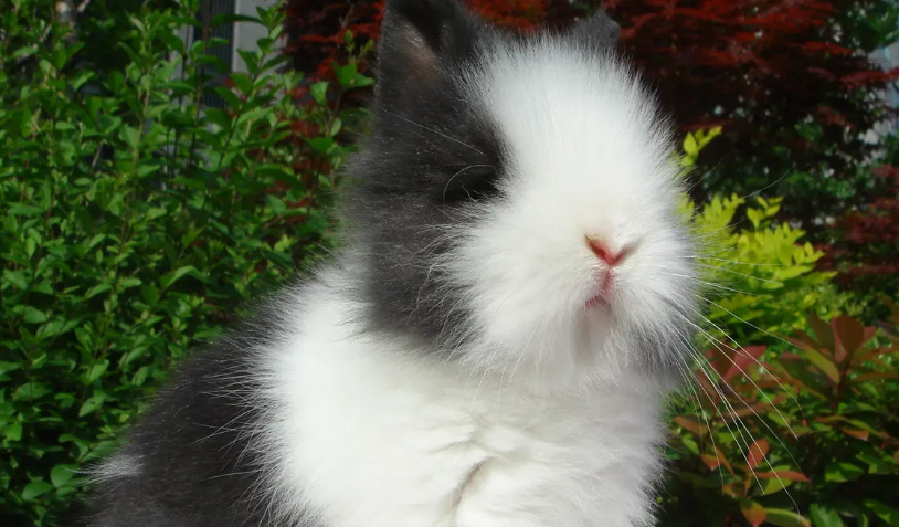 猫猫兔和狮子兔的区别，看完你就知道