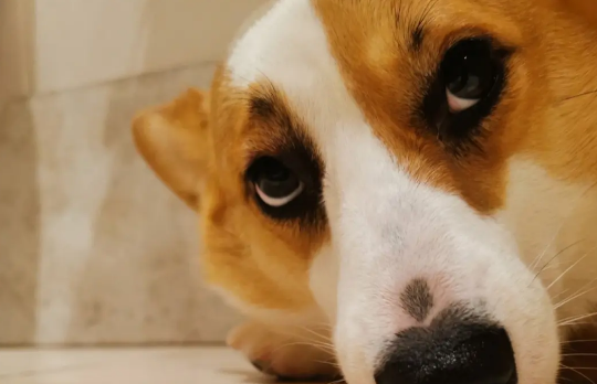 狗狗被蚊子咬了怎么办?根据严重程度来采取对策 狗狗被蚊子咬了怎么办?根据严重程度来采取对策