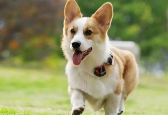 柯基几个月换胎毛？快来了解一下吧～