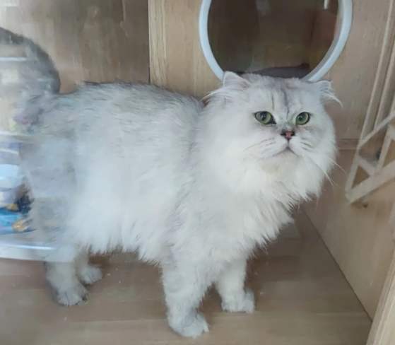 金吉拉和布偶配出来是什么样？一看你就知道了！