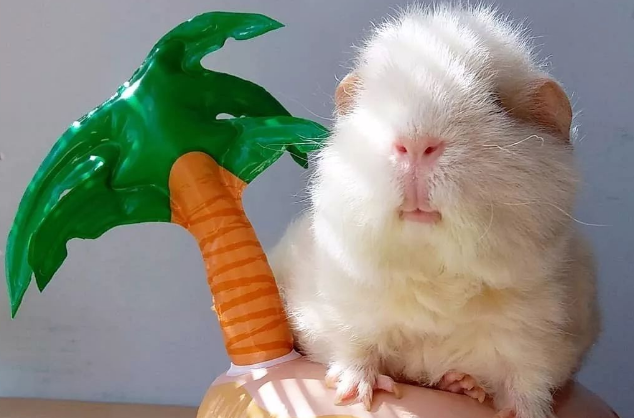 荷兰猪可以晒太阳么？主人来看看