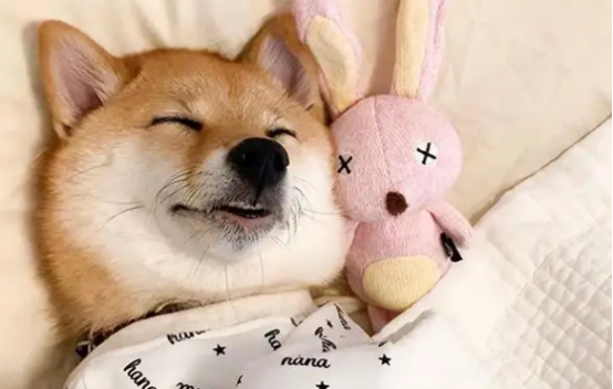 想知道柴犬臭不臭,以下文章有答案! 想知道柴犬臭不臭,以下文章有答案!