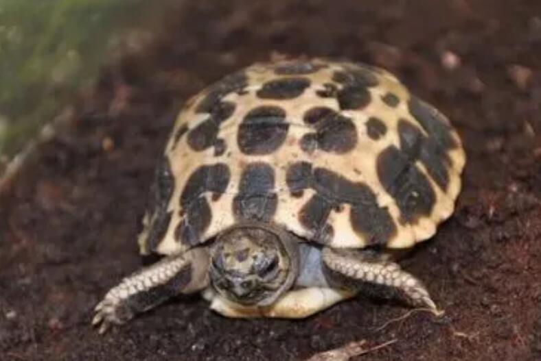 用深水养蛛网龟会发生什么？戳进来速看！