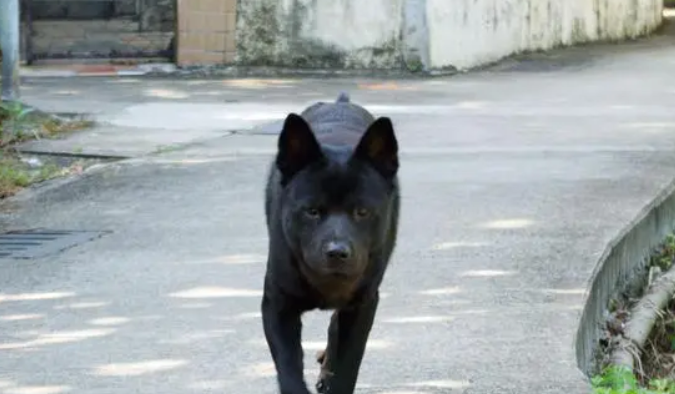 哮天犬是什么狗？这篇文章给你答案