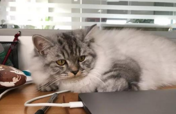 英短返祖猫价值几何，值不值钱？