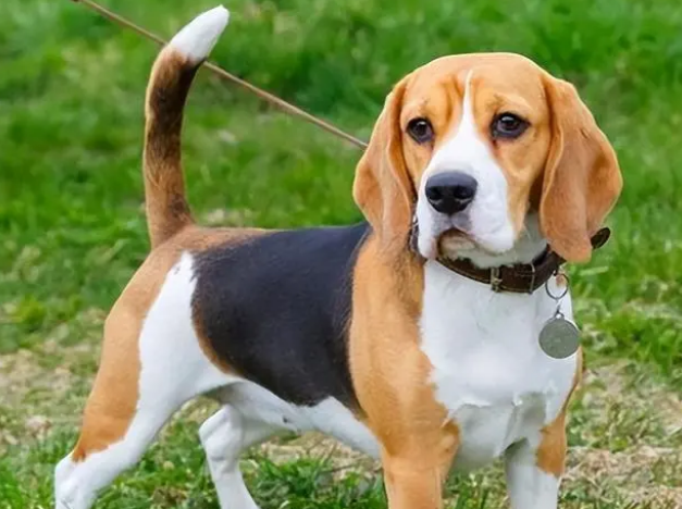 狗狗更换狗粮需要过渡期吗？来了解一下