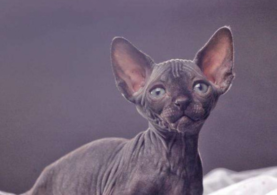 斯芬克司猫多少钱一只？快来看看~