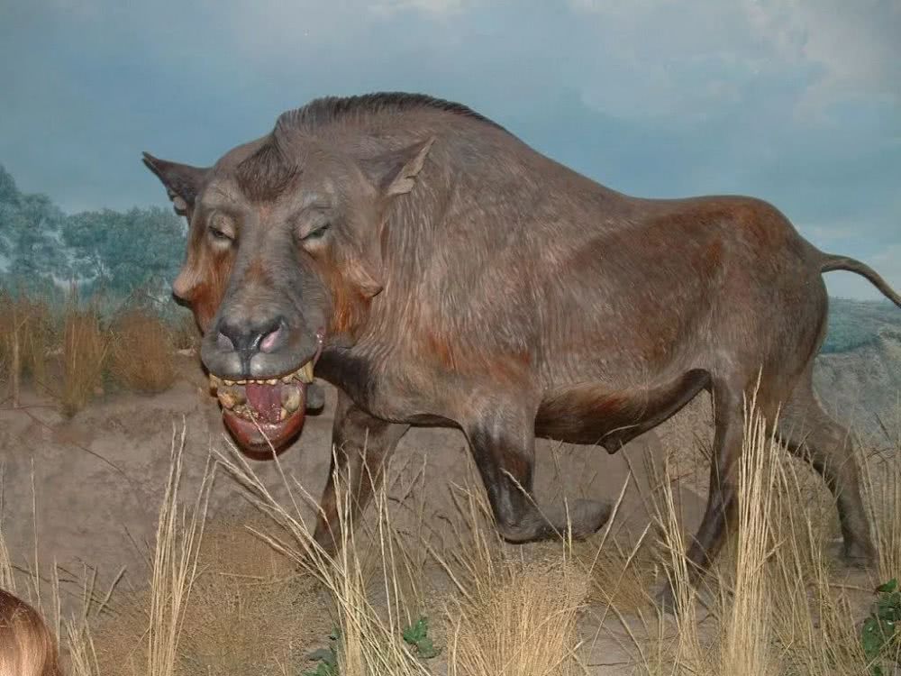 恐颌猪吃什么？感兴趣的可以了解一波