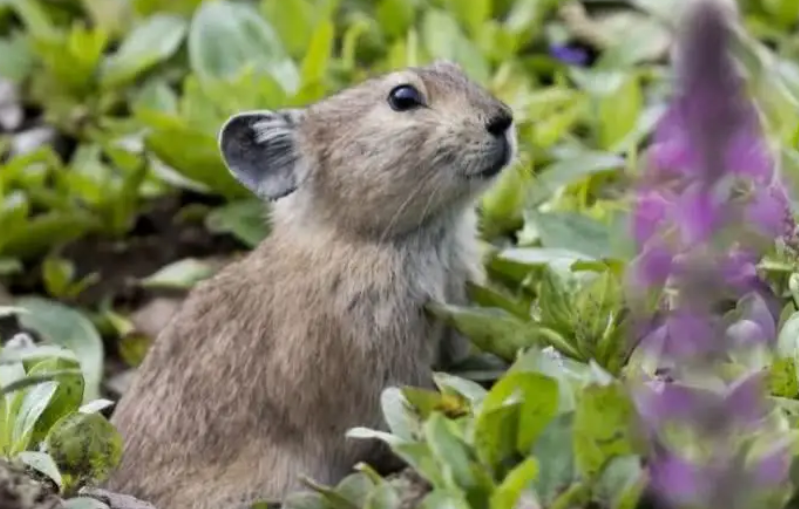 川西鼠兔和高原鼠兔的区别，看这就知道了！