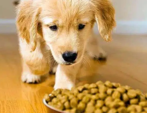 如何挑选狗粮？主人来了解一下吧