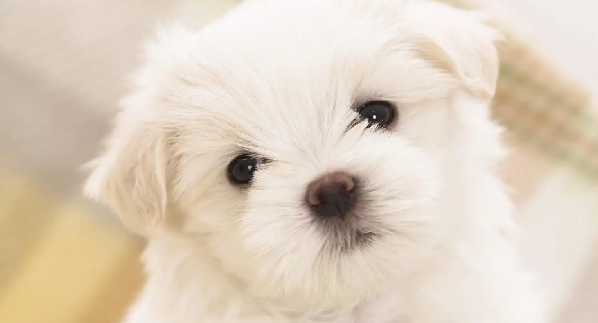 宠物狗狗打毛结怎么办？教你几招