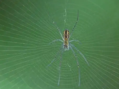 蜘蛛是不是昆虫品种中的一种，不是！