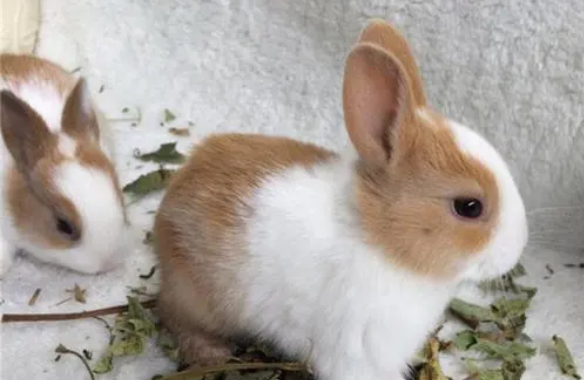 波兰兔性格 波兰兔凶不凶