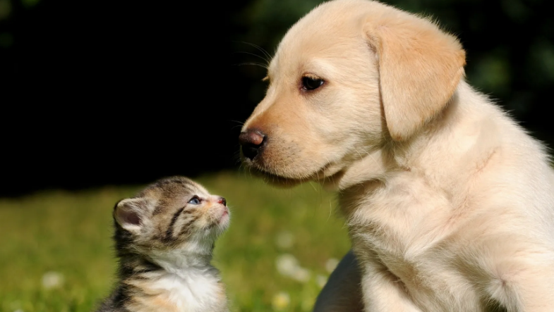 5000亿级的宠物市场，涨潮了