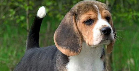 比格犬会不会掉毛？主人一定要知道！