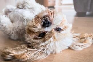 新生狗狗多少天睁眼？真相你可能想不到……