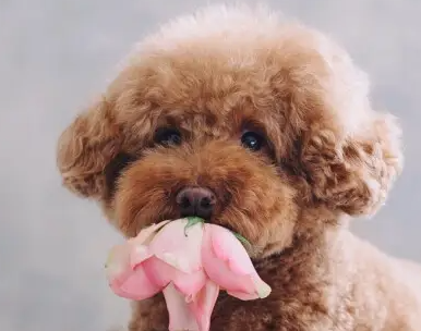 长腿泰迪和短腿泰迪哪个更纯？你了解多少？