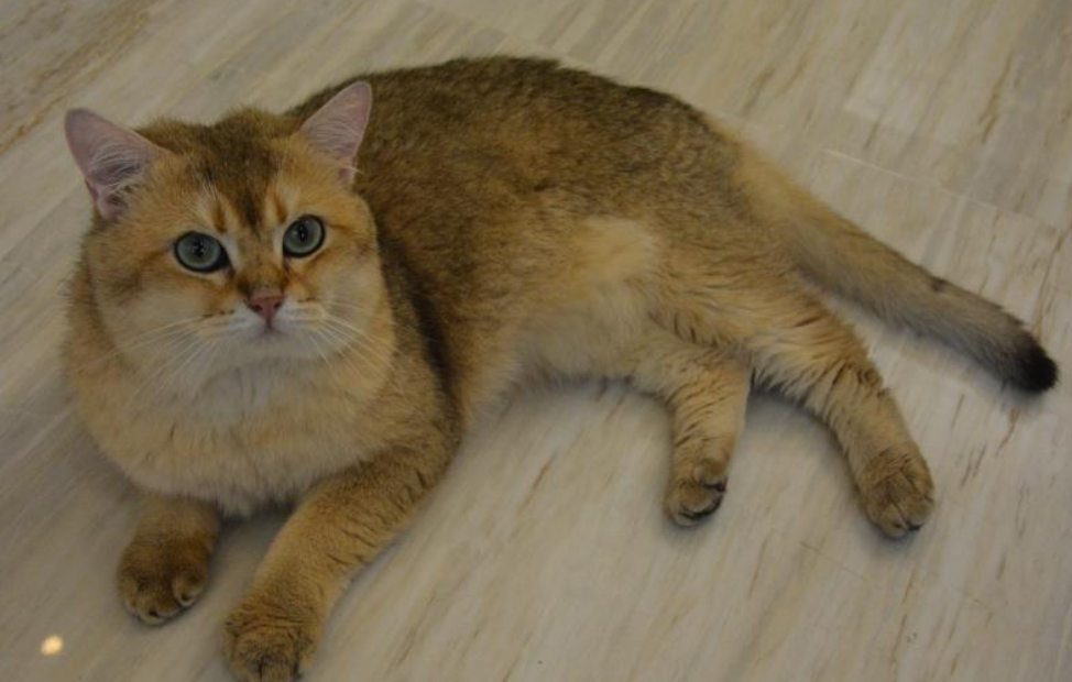 金渐层眼睛颜色几个月变绿？不知道的看这里！