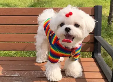 马尔济斯犬智商有多高？这篇文章告诉你