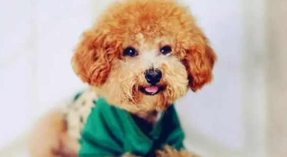 泰迪不做绝育也不配种的后果是咋样的？