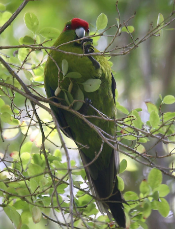 万绿丛中一点红，饲养红额鹦鹉的这些关键点你一定要码住