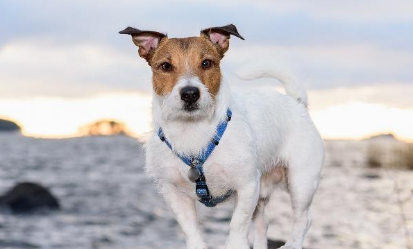 小狗斜着走路怎么回事？可能是这几个原因