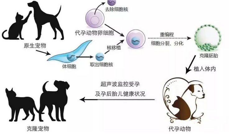 花重金克隆重病爱犬,可惜仅外貌相似 花重金克隆重病爱犬,可惜仅外貌相似