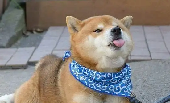 柴犬和中华田园犬的区别,你们掌握了吗? 柴犬和中华田园犬的区别,你们掌握了吗?