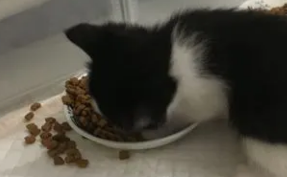 两个月小猫不吃猫粮怎么办?教你几个小妙招 两个月小猫不吃猫粮怎么办?教你几个小妙招