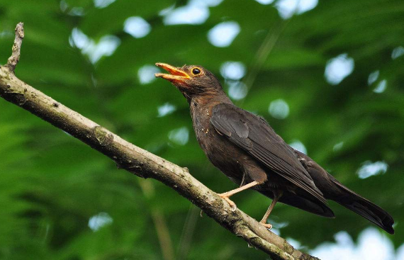 乌鸫寿命多长？说出来吓你一跳