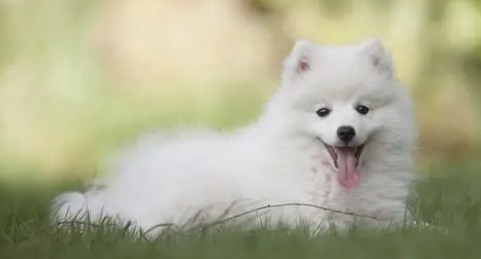 小狗狗减肥时要给什么零食呢？来了解一下吧