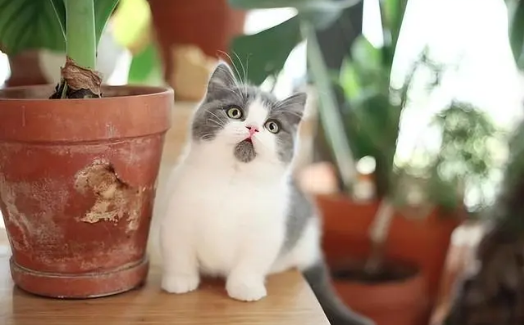 矮脚猫和高脚猫生育的猫咪是什么样子的呢？