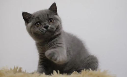 英短蓝猫会认主人吗？不清楚的赶紧看看！