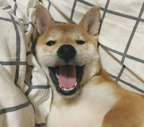 尼可信好吗，资深养宠人带你来看看