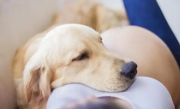 怀孕时期可以养狗吗？科学告诉你是可以的