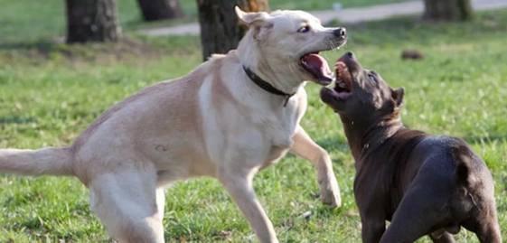 狗打架不用爪子挠？原因很简单~