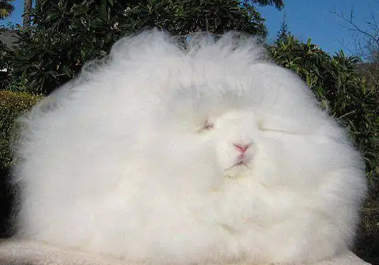 巨型安哥拉兔好养活吗？谁养谁知道！