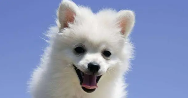 狗粮什么时候换合适？来看看这篇文章吧