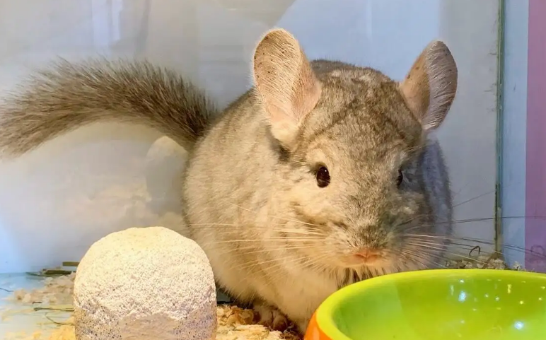 龙猫好养吗？粘人吗？说了你别不信