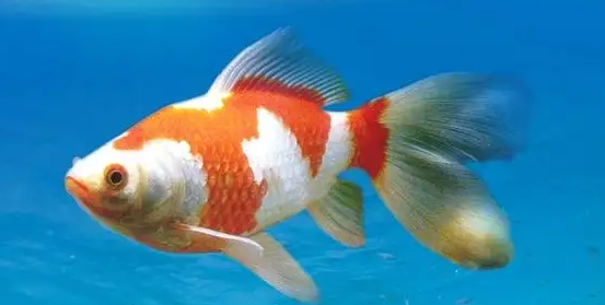 红白草金鱼最大可以养多大？不清楚的快来看看！