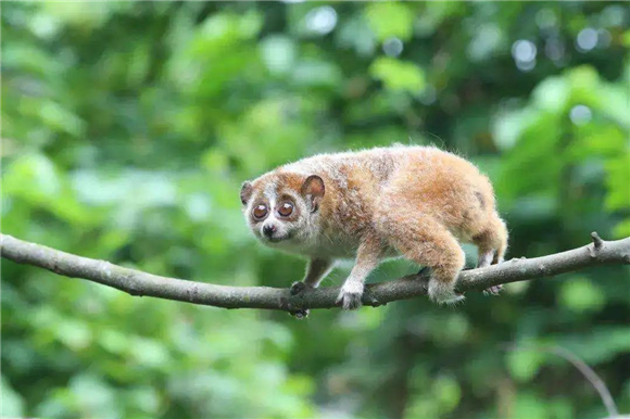 别看TA懒却是“国宝”，关于倭蜂猴你了解多少