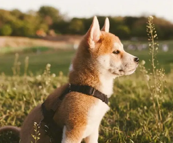 小H柴犬的价格是多少?想入手的来看看。 小H柴犬的价格是多少?想入手的来看看。