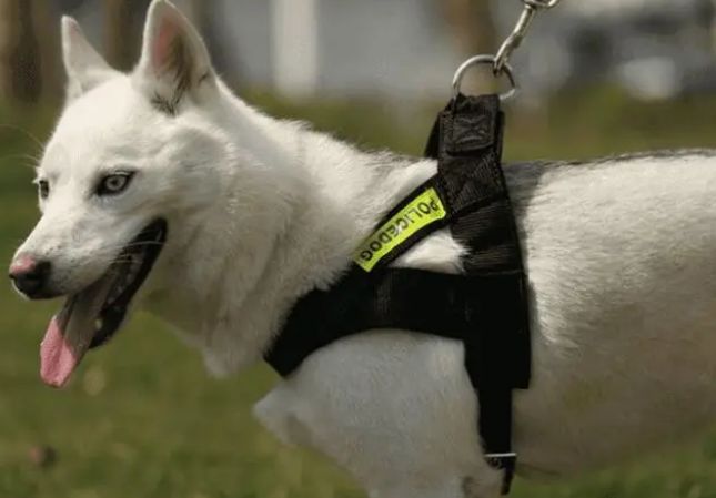 狗狗牵引绳的意义，危险还是安全？全在一绳之间