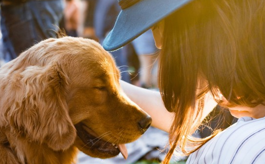 金毛多大换牙？各位主人一定要知道！