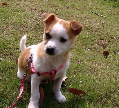 串串狗长大后变化太大，究竟有多大