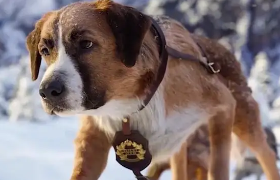 一文告诉你，巴克狗是什么狗！