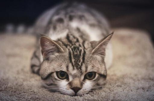 英国短毛猫怎么看品相，有什么要注意的吗？