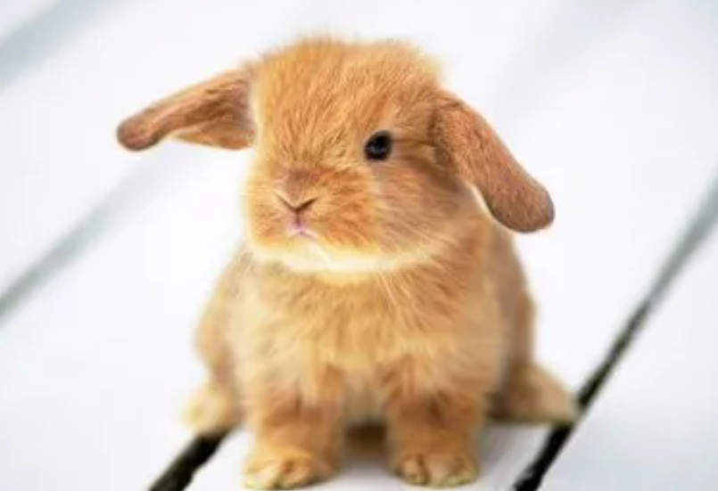 勤洗澡就一定对吗？关于给兔子洗澡的这几点，你可千万别错过