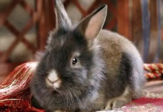 注意这几点，轻松搞定磨光兔饲养方法！