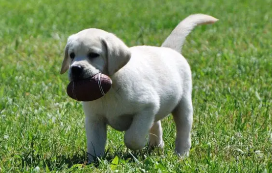 拉布拉多脑袋几个开始月长大，来了解一下吧